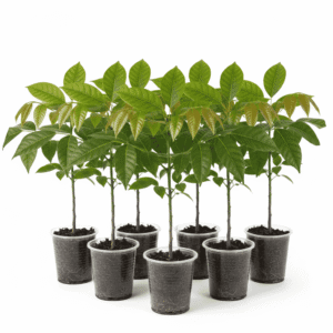 Mahogany Plant Bunch of 7