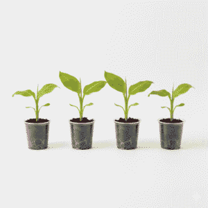 Banana Tissue Bunch of 4