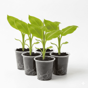 Banana Tissue Bunch of 5