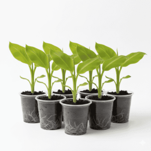 Banana Tissue Bunch of 7