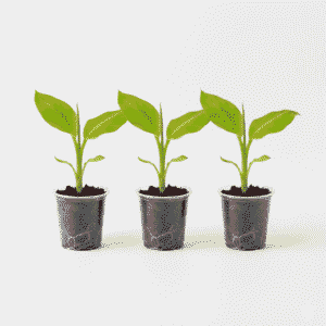 Banana Tissue Bunch of 3