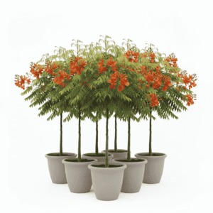 Indian Burma Bunch of 7