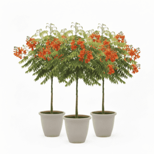 Indian Burma Bunch of 3