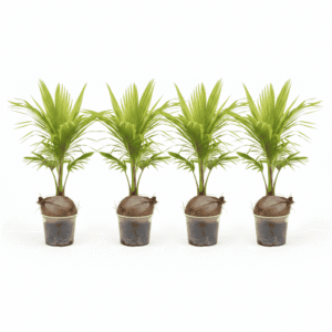 Thai Coconut Bunch of 4