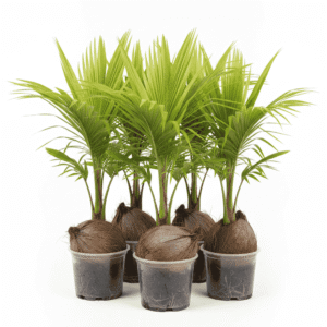 Thai Coconut Bunch of 5