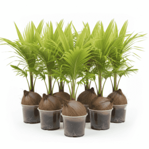 Thai Coconut Bunch of 7