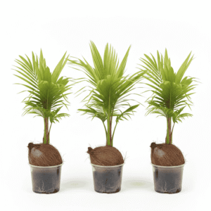 Thai Coconut Bunch of 3