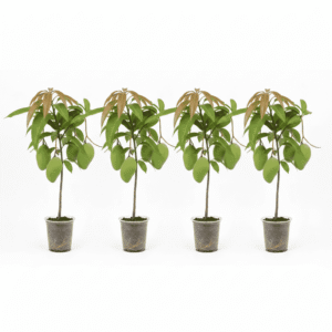 Surma Fazli Bunch of 4