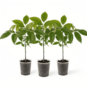 Mahogany Plant Bunch of 3