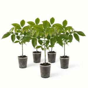 Mahogany Plant Bunch of 5