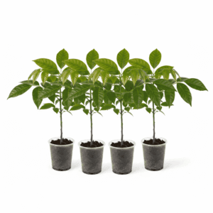 Mahogany Plant Bunch of 4