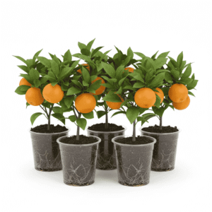 Orange Bunch of 5