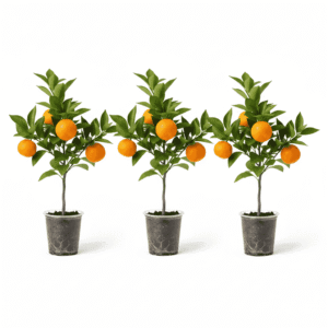 Orange Bunch of 3