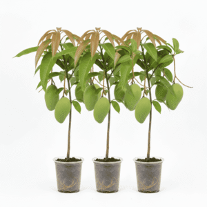 Surma Fazli Bunch of 3