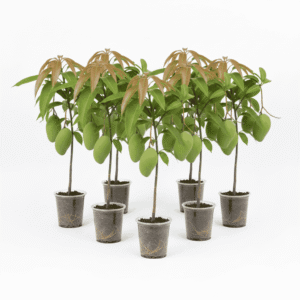 Surma Fazli Bunch of 7