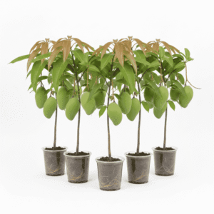 Surma Fazli Bunch of 5