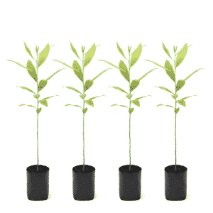 Australian Teak Bunch of 4