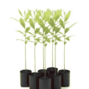 Australian Teak Bunch of 7