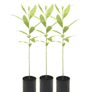 Australian Teak Bunch of 3